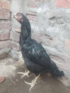 Aseel hen big hight