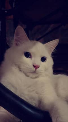 blue eyes Persian trained cat for sale