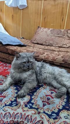 Persian cats