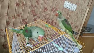 Hand tame raw pair