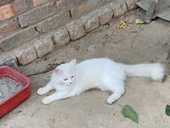 Pension cat h mail h 4 month age ha