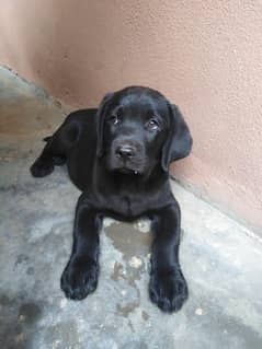 Labrador