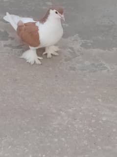 Lahori sehrazi