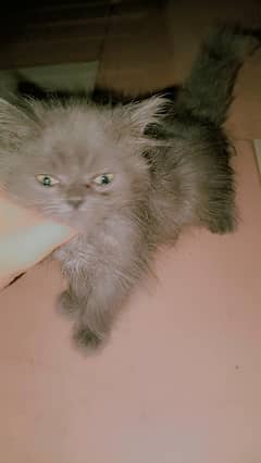 black persian cat but week