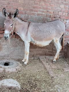 female donkey