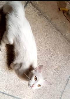 cat persian