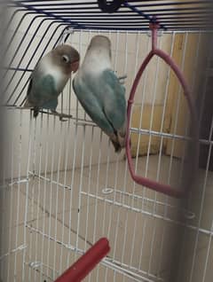 Lovebird pair with almost new cage and matki