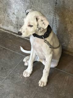 Dog Labrador and pointer cross