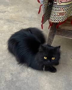 Black Persian cat with Yellow eyes