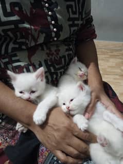 selling person kittens