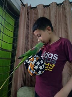 Talking Raw parrot Hand tame