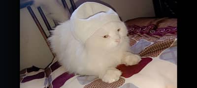 bohot piyari cate hy