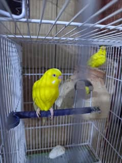 budgie