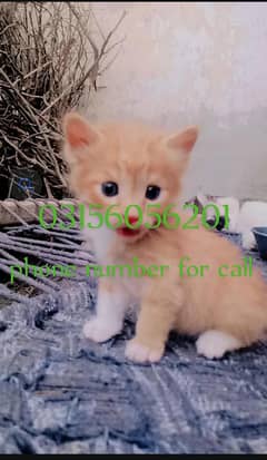 pershian cat and beautiful