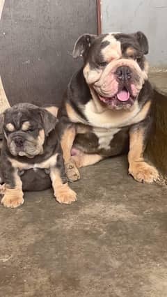 IMPORTED BRITISH BULLDOG PUPPY AVAILABLE FOR SALE