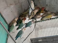 Color