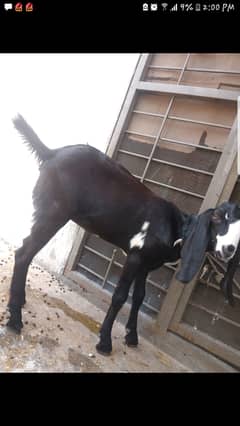 Nagra female path 3 month age . contact 03077228221