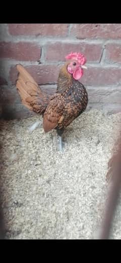 Golden sebright