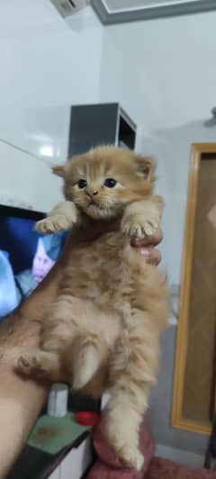 2 months age . . . . . . litter train. . . . . male
