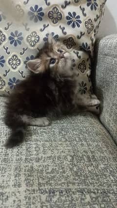 Tabby kittens /Persian kittens / fluffy kittens