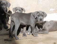 IMPORTED CANE CORSO PUPPIES AVAILABLE FOR SALE