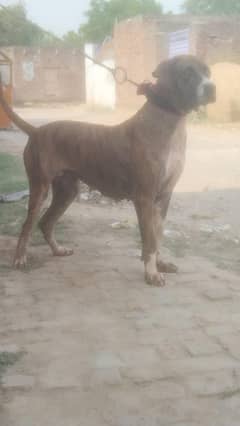 Breeder Bully female