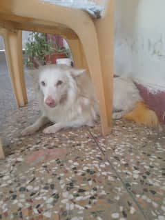 dog male for sale