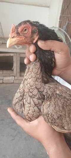 Ooldbloodline high quality madi 03175087917