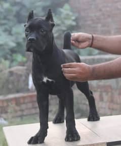 PEDIGREE CANE CORSO PUPPY AVAILABLE FOR SALE