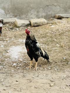 Aseel chicks with aseel hen
