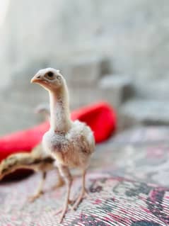 Aseel heera chicks