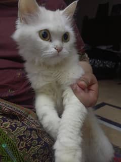 Persian/ White/Age/18 Months/Cute Scooby/cat
