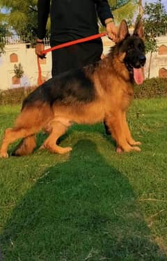 German Shepherd Male Dog / Long Coat / German Shepherd Dog
