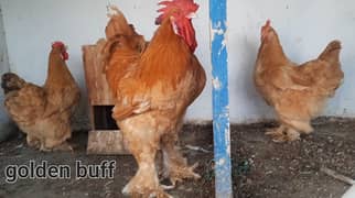 Fancy Hen chicks/ Polish/ Heavy Buff/ Sebright/ Sussex/ Silky/ RIR