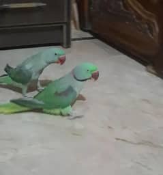 Kashmiri