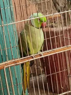parots