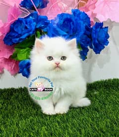 Persian Kittens | snow white Triple Coated|Punch face|cat