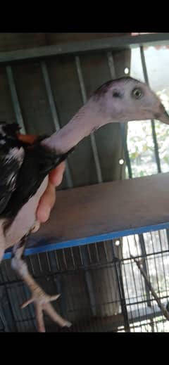 3 months Chicken avaliable