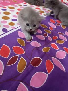 cute kittens