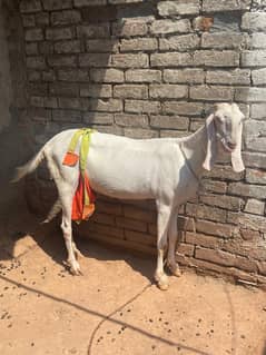 Pure Rajanpuri goat with two kids for sale