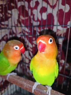 BREEDING PAIR FOR SALE
