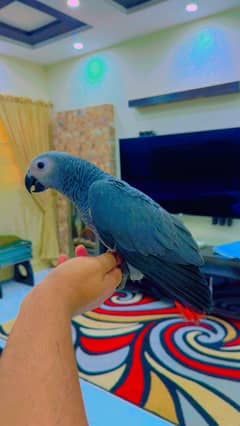 Congo AFRICAN GREY PARROT CHICK MALE WITH DNA | Parrot | Bird