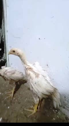 Shamo