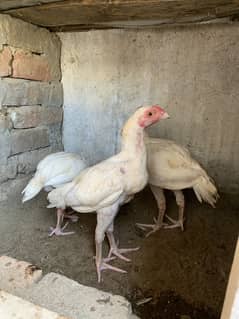 Aseel Heera Available