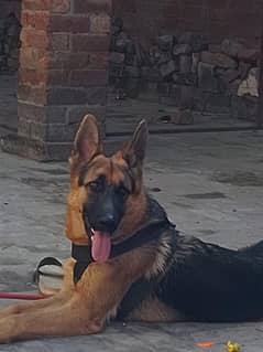 Dual Coat German Shepherd