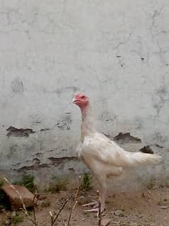 white o Shamu female
