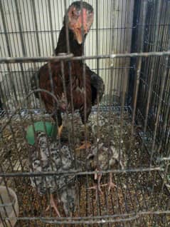 Aseel siindhi lakah female with cheena 2 chicks