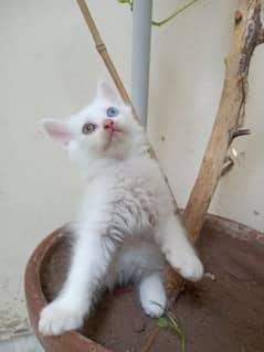 kitten for sale