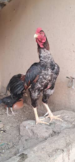 aseel satup for sale  male female mukhlif age k han