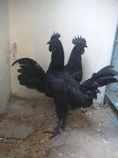 02x Ayam Cemani Males for sale